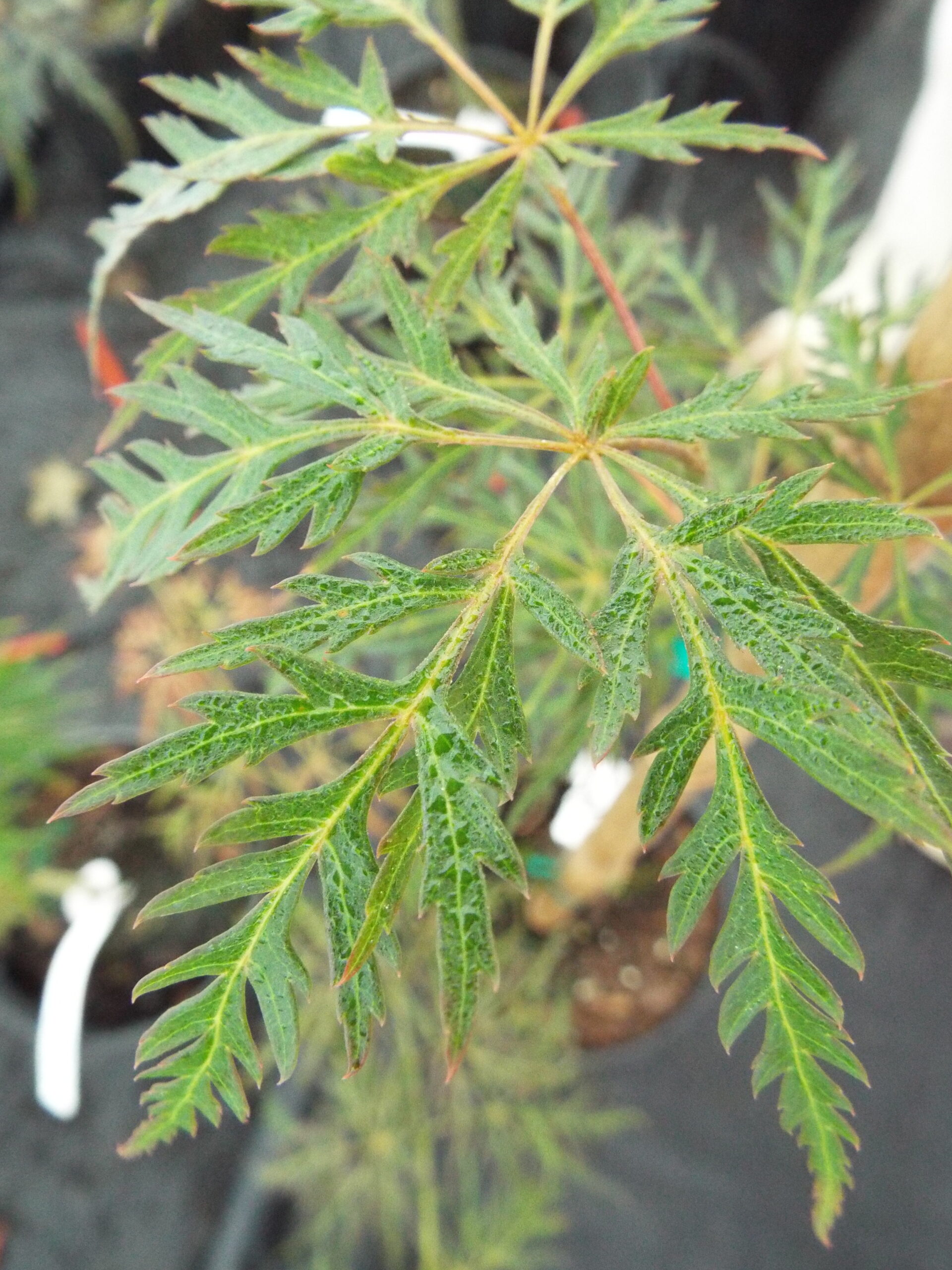 Acer palmatum Prince Charming