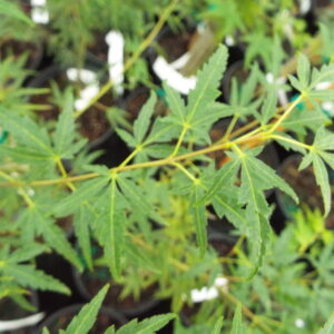 Acer palmatum Tsukasa Dwarf
